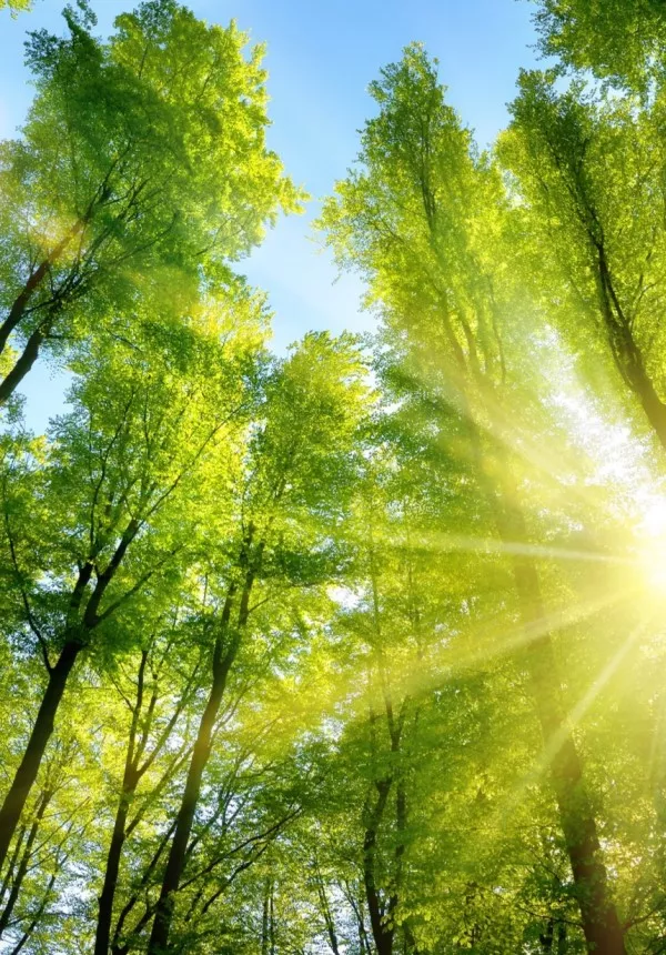 green trees with sun shining