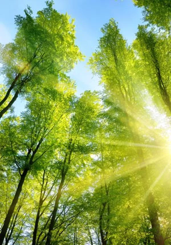 green trees with sun shining